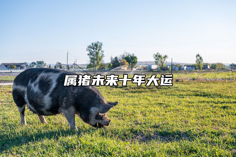 属猪未来十年大运 属猪未来十年大运怎么样
