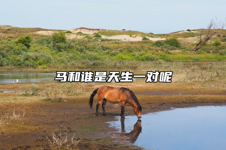 马和谁是天生一对呢 马和谁是天生一对呢图片