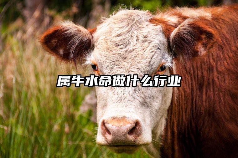 属牛水命做什么行业 属牛水命适合做什么行业最佳