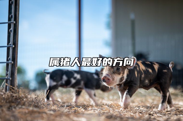 属猪人最好的方向 属猪的人适合往哪个方向发展