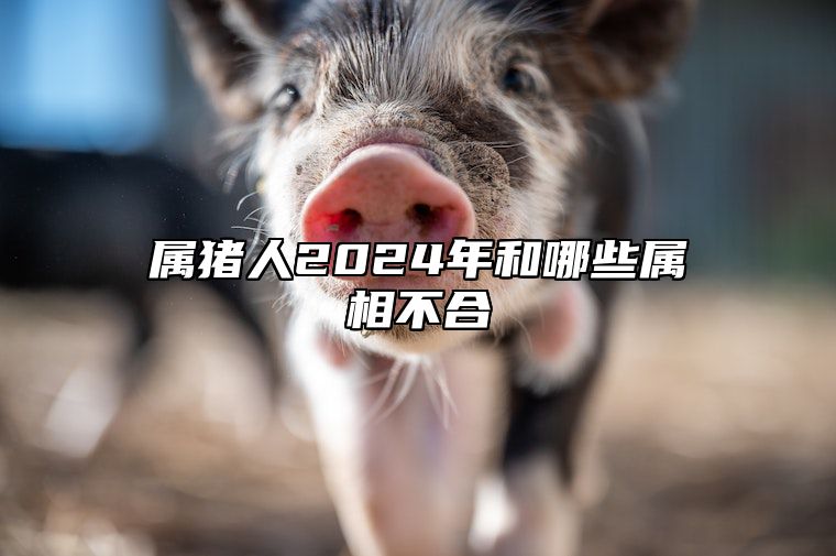 属猪人2024年和哪些属相不合