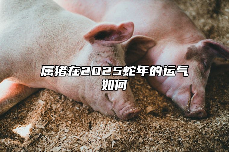 属猪在2025蛇年的运气如何 属猪的蛇年运程