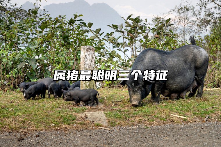属猪最聪明三个特征 属猪最聪明三个特征图片