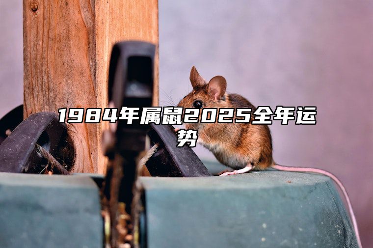 1984年属鼠2025全年运势