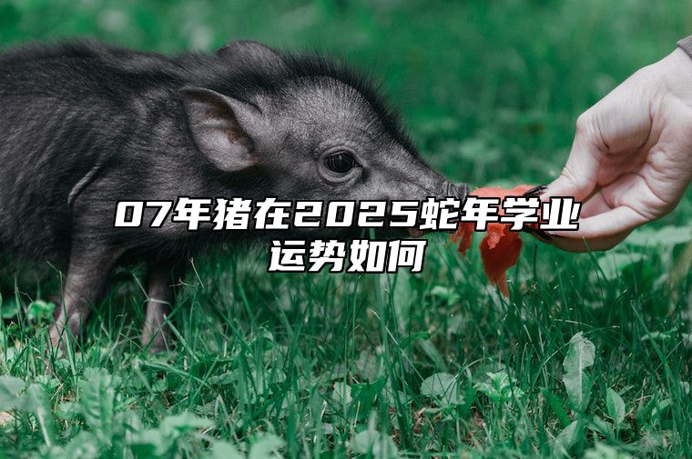 07年猪在2025蛇年学业运势如何