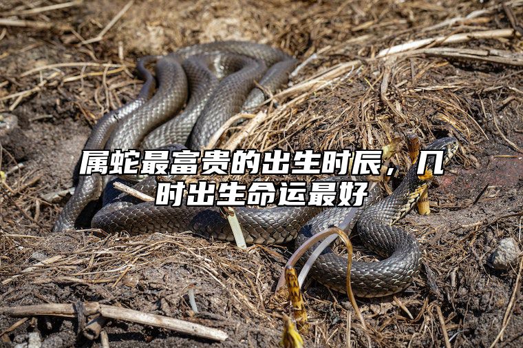 属蛇最富贵的出生时辰，几时出生命运最好 属蛇什么时辰出生富贵