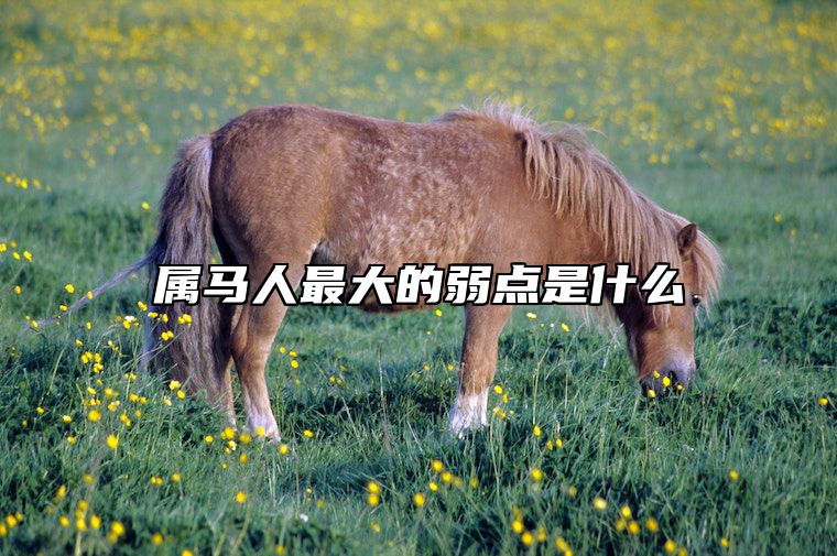 属马人最大的弱点是什么 属马人最致命的缺点