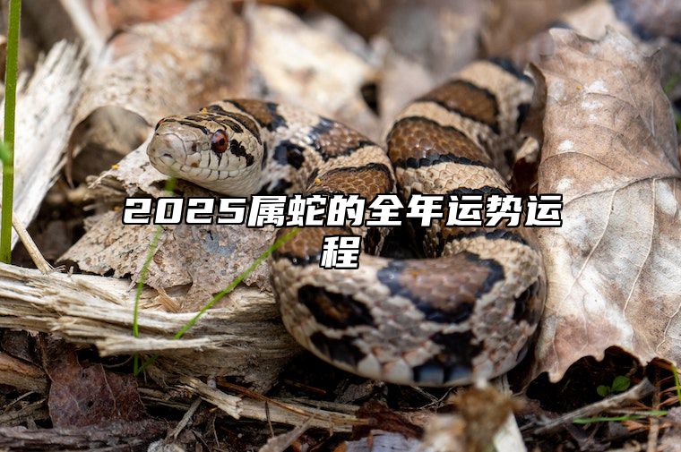 2025属蛇的全年运势运程 2025属蛇的全年运势运程详解