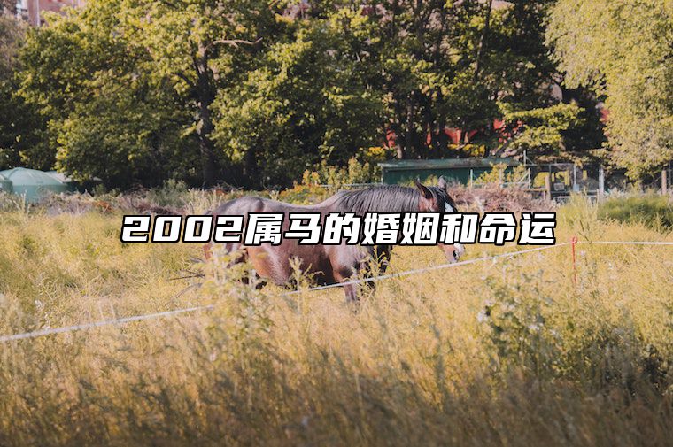 2002属马的婚姻和命运 2002属马的一生婚姻