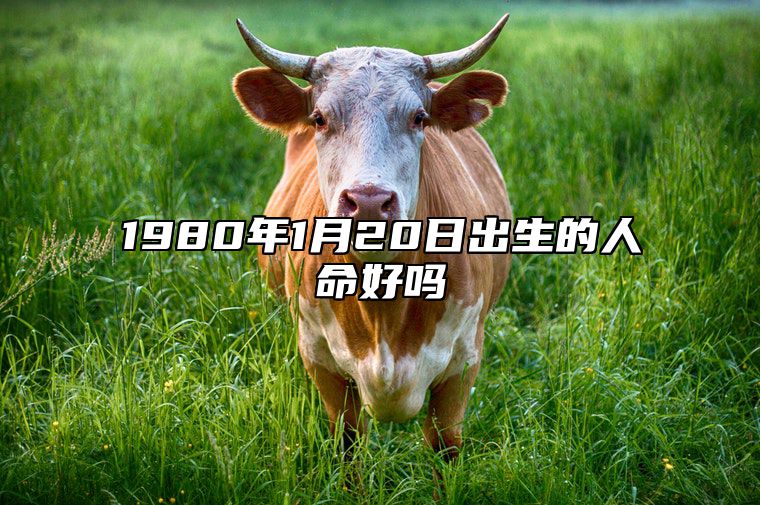 1980年1月20日出生的人命好吗 生辰八字分析