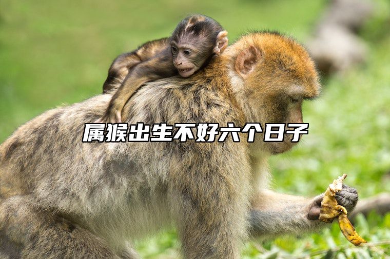属猴出生不好六个日子 属猴出生不好六个日子怎么办