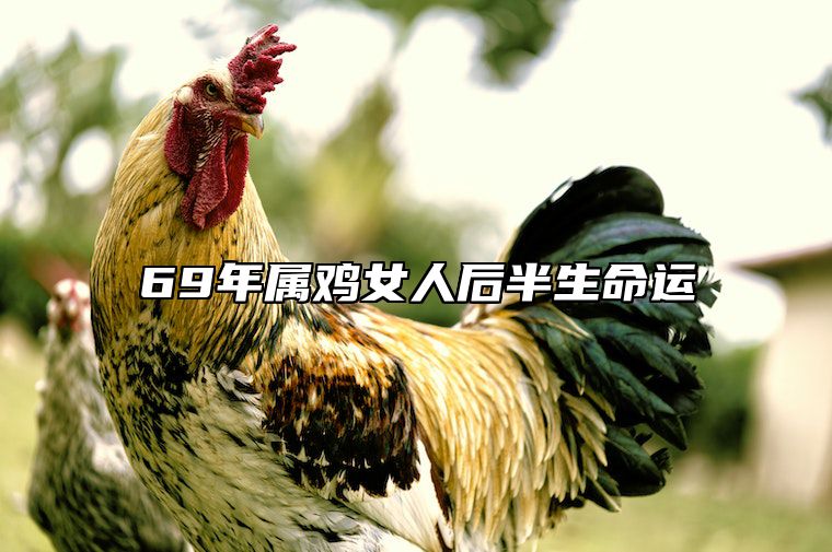 69年属鸡女人后半生命运 1969年鸡晚年与子女关系如何