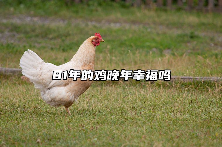81年的鸡晚年幸福吗 1981属鸡在2024以后十年大运