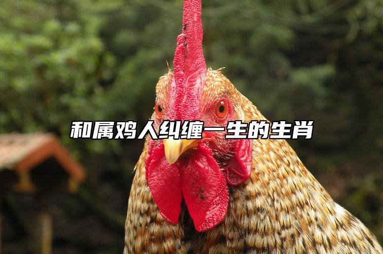 和属鸡人纠缠一生的生肖 2024年属鸡人躲不掉的事