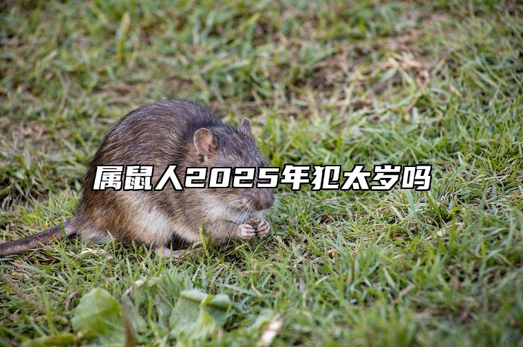 属鼠人2025年犯太岁吗 属鼠的人2025年运势