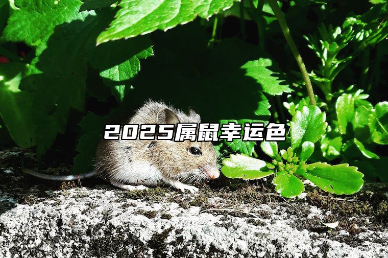 2025属鼠幸运色 2921年属鼠的幸运色