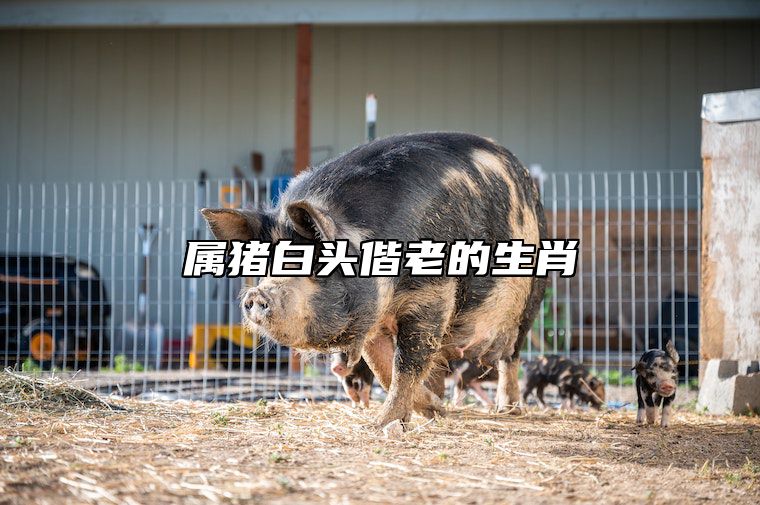 属猪白头偕老的生肖 属猪人的终身伴侣是谁