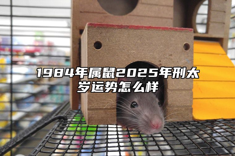 1984年属鼠2025年刑太岁运势怎么样