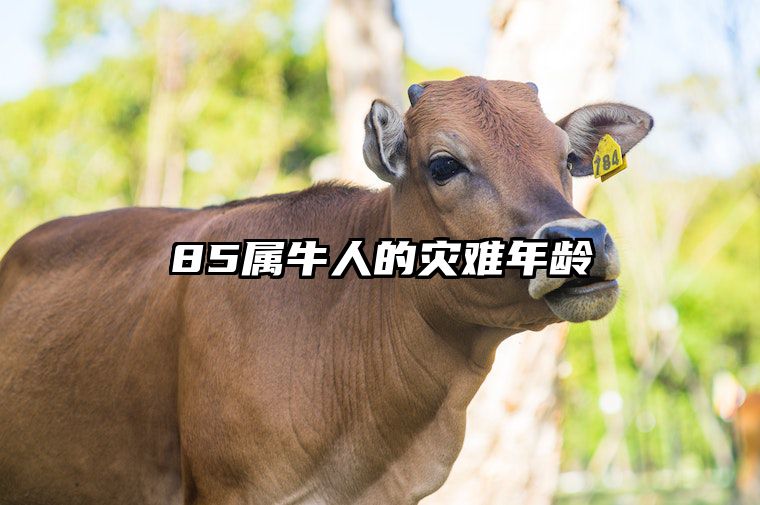85属牛人的灾难年龄 85属牛女命中注定的丈夫