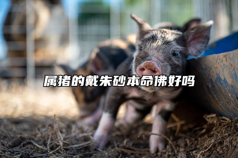 属猪的戴朱砂本命佛好吗 属猪的戴朱砂本命佛好吗