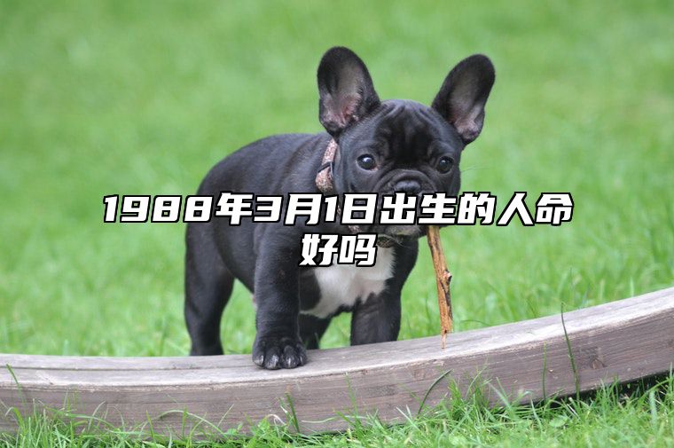 1988年3月1日出生的人命好吗 五行缺什么命运好不好