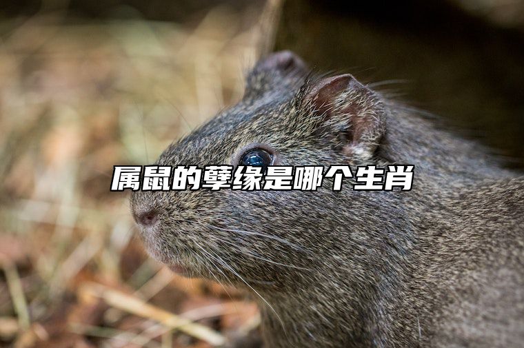 属鼠的孽缘是哪个生肖 2024年会披麻戴孝的生肖