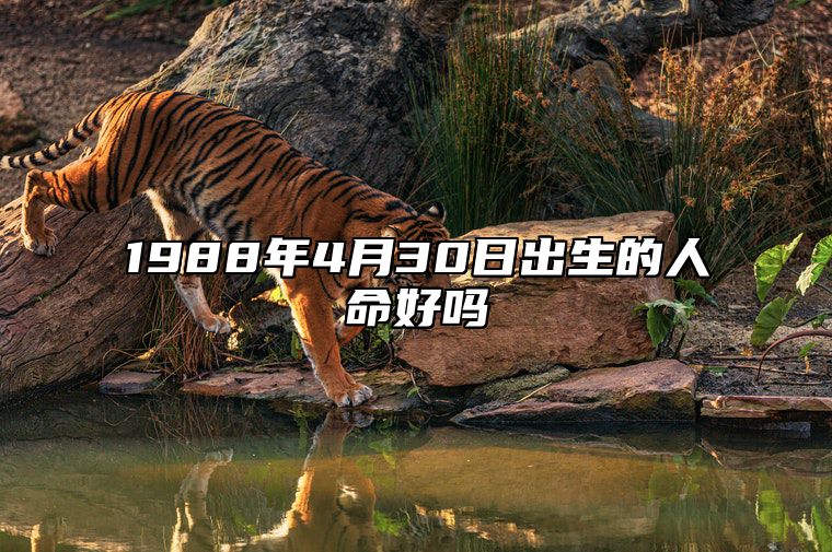 1988年4月30日出生的人命好吗 是什么命,五行缺什么