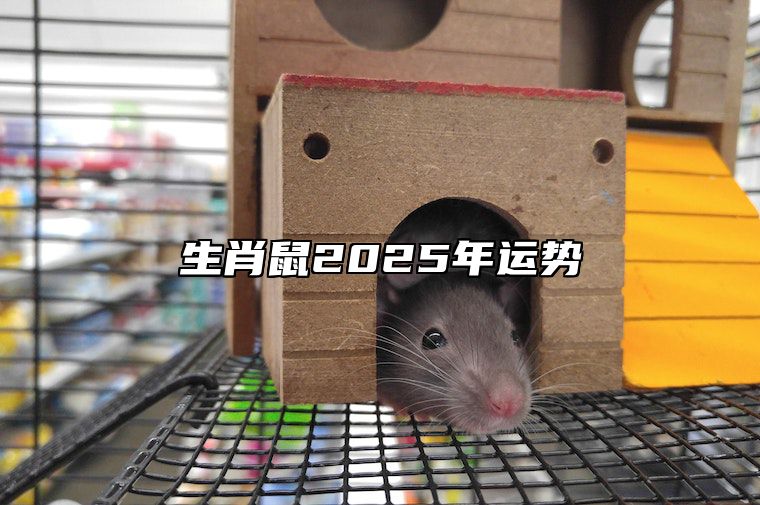 生肖鼠2025年运势