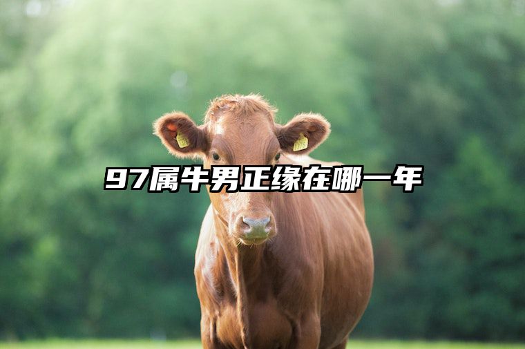 97属牛男正缘在哪一年 97属牛男正缘在哪一年l97年牛和兔缘怎么