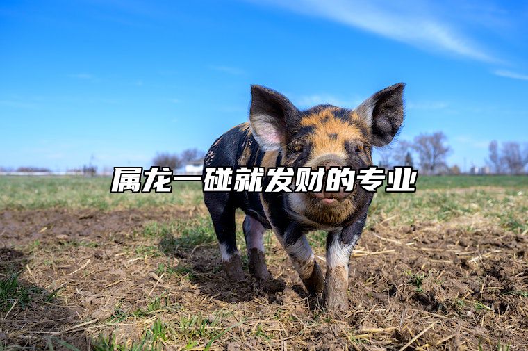 属龙一碰就发财的专业 属龙发财靠的是什么优势