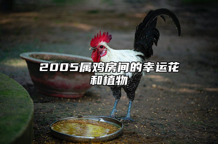 2005属鸡房间的幸运花和植物 2005年属鸡养什么花好