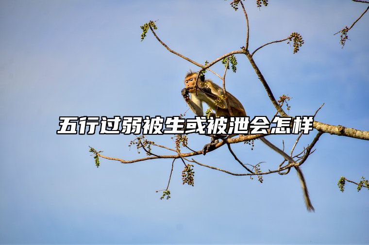 五行过弱被生或被泄会怎样 五行过弱 如何化解