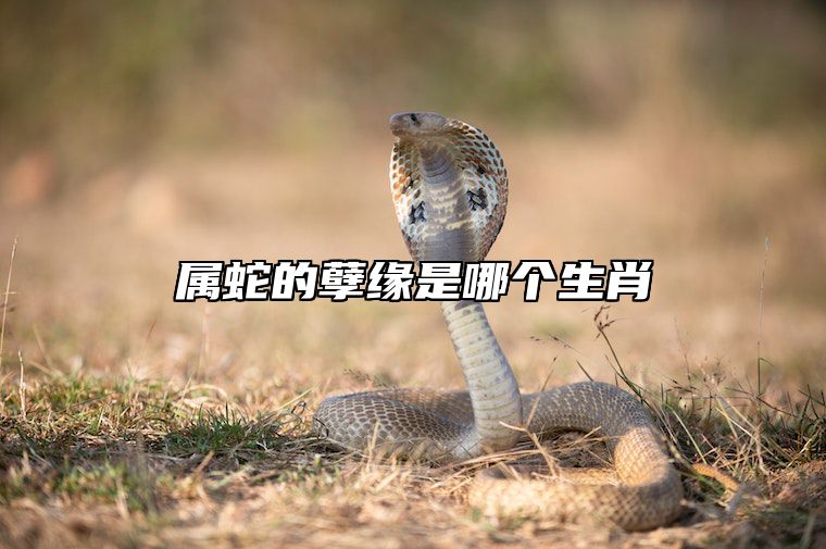 属蛇的孽缘是哪个生肖 生肖蛇的姻缘