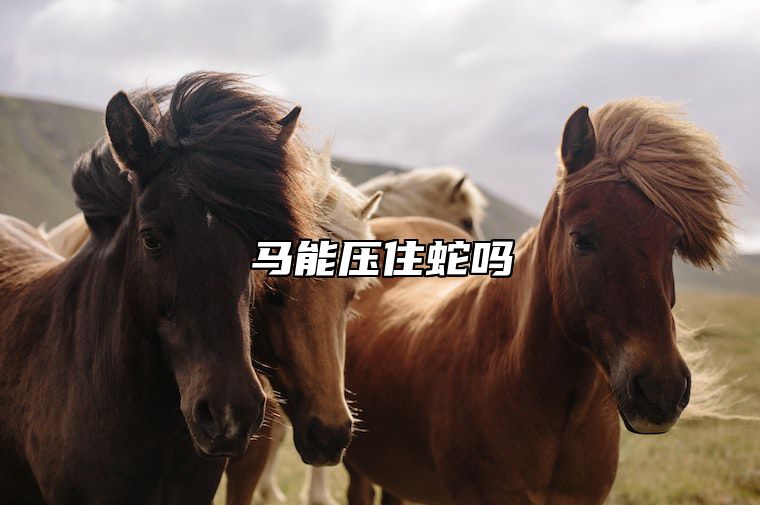 马能压住蛇吗 属马和属蛇谁比较有福气