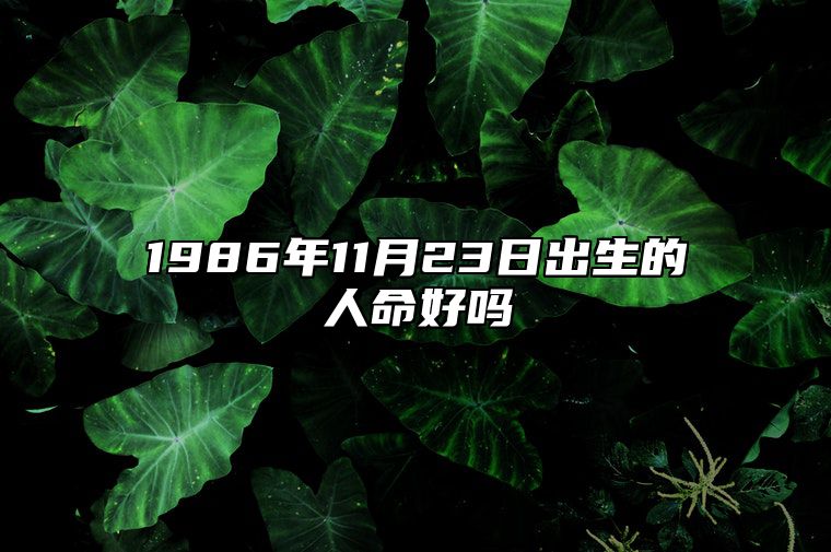 1986年11月23日出生的人命好吗 五行缺什么命运好不好