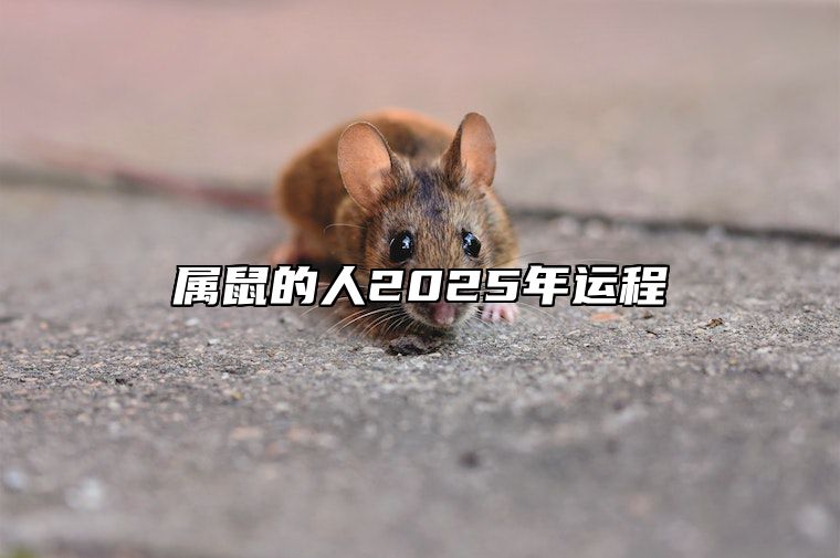 属鼠的人2025年运程 属鼠的人2025年每月运程
