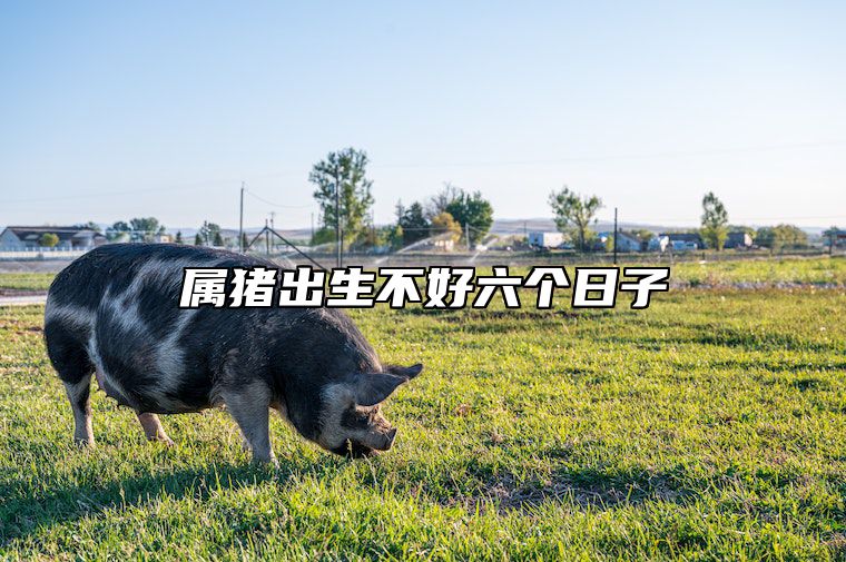 属猪出生不好六个日子 属猪出生不好六个日子好吗