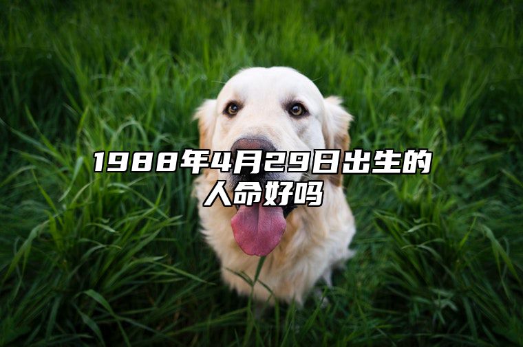 1988年4月29日出生的人命好吗 八字五行解析