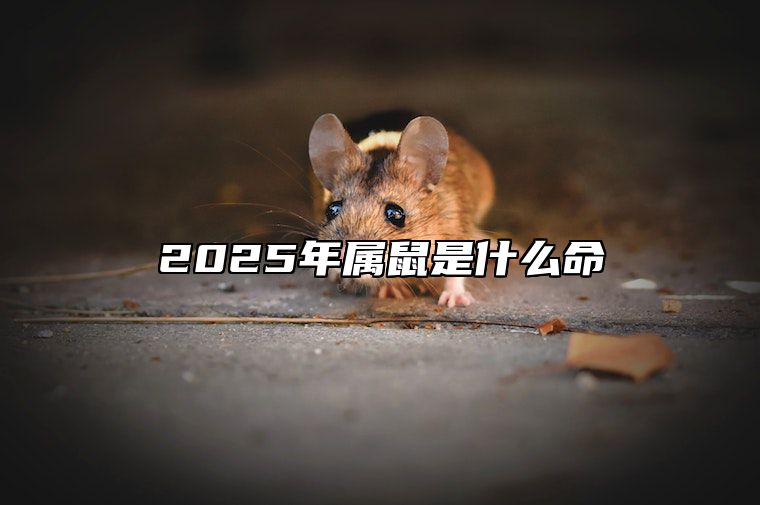 2025年属鼠是什么命 2025年属鼠人各出年年份运势