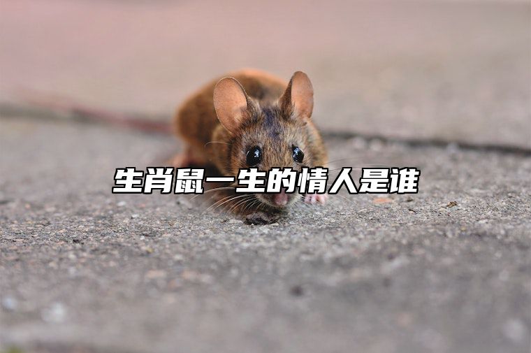 生肖鼠一生的情人是谁 属鼠最佳情人属相