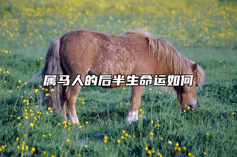 属马人的后半生命运如何 属马的后半生好不好