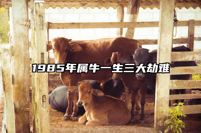1985年属牛一生三大劫难 85年属牛二次婚姻在几岁