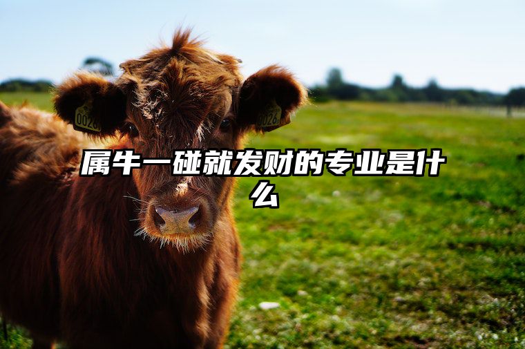 属牛一碰就发财的专业是什么 属牛的能发大财吗