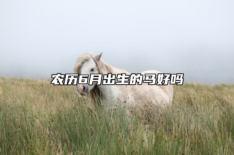 农历6月出生的马好吗 六月属马女是什么命