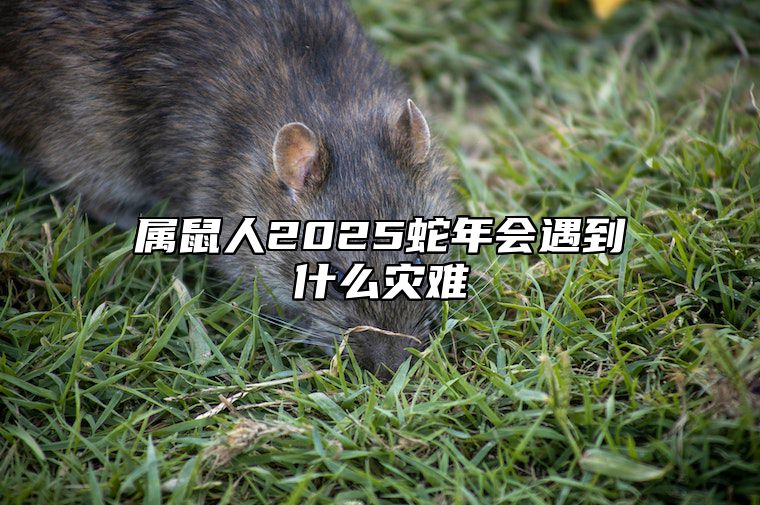 属鼠人2025蛇年会遇到什么灾难