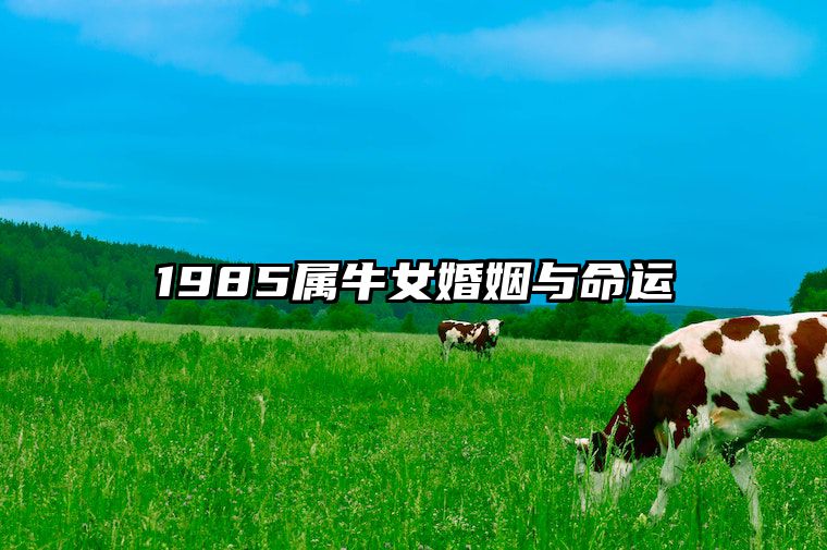 1985属牛女婚姻与命运 1985属牛女的婚姻和命运