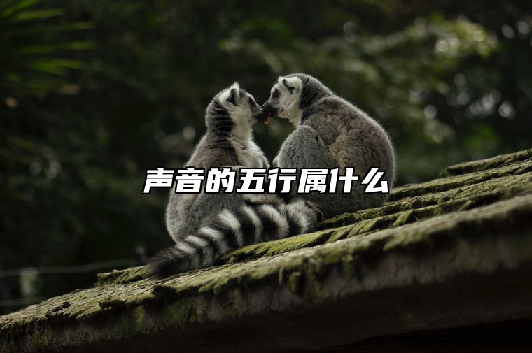 声音的五行属什么？