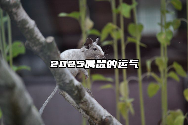 2025属鼠的运气 属鼠2025年运势