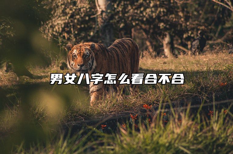 男女八字怎么看合不合 男女八字怎么看合不合