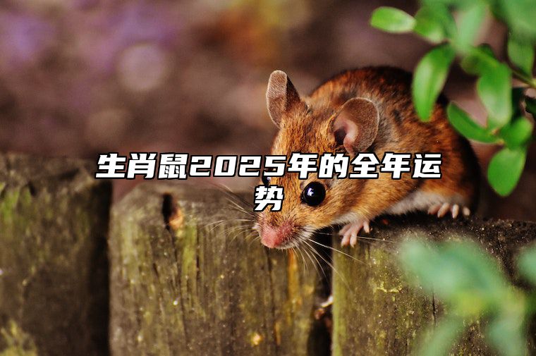 生肖鼠2025年的全年运势